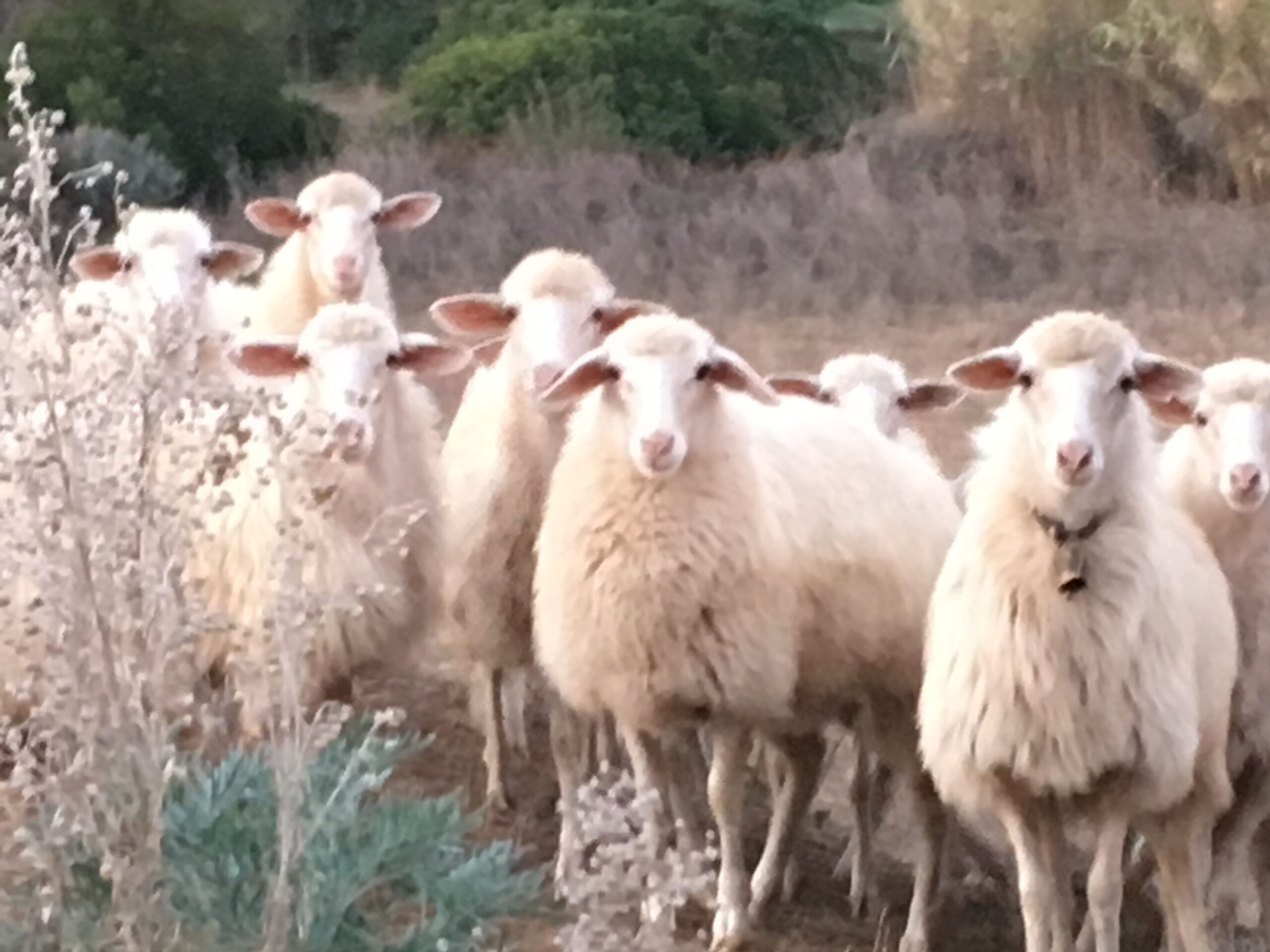 Sheep in Mogorella
